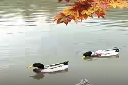 к\Ĺ˾Q